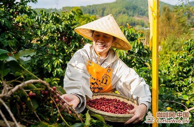 咖农在采摘咖啡。思茅区融媒体中心供图